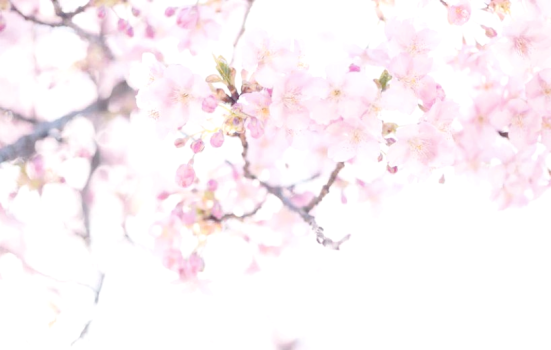 鼋头渚的樱花有多惊艳 如梦似幻赏樱地