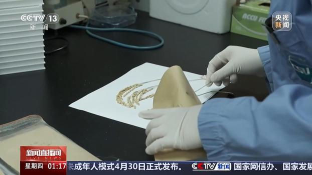 中國空間站多項(xiàng)太空實(shí)驗(yàn)已取得成果 涵蓋植物動物材料研究