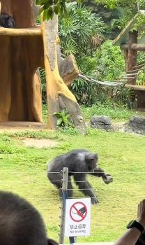 黑猩猩扔石塊傷人，南寧動(dòng)物園管理引關(guān)注 游客安全受考驗(yàn)