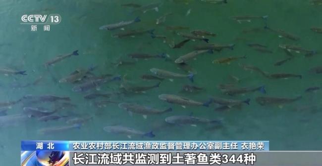 農(nóng)業(yè)農(nóng)村部：長江禁漁取得階段性成效 生物多樣性顯著恢復(fù)
