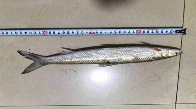 極危物種鳤魚(yú)重現(xiàn)贛江 禁漁成效顯現(xiàn)