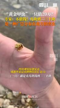 专家回应黄金甲虫一只值20万 实为几元至几十元不等