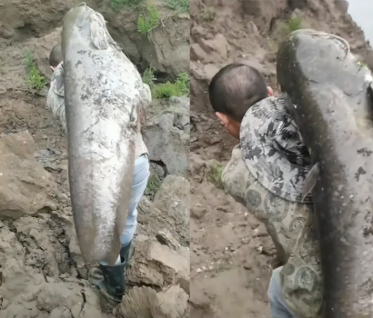 車主釣到巨型大魚綁車尾炫耀 能炫耀三輩子