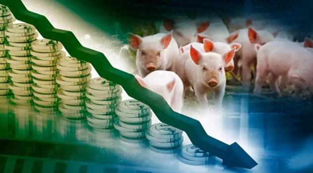 5月15日仔豬價(jià)格下跌 成交量下滑 豬價(jià)持續(xù)走低
