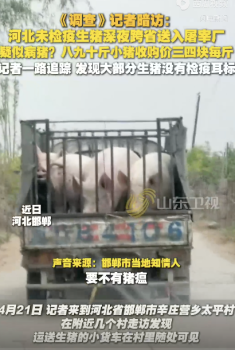 河北未检疫生猪被连夜送河南，疑似病猪！