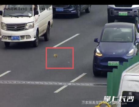 小貓?jiān)诟呒苁芾緳C(jī)停車施救 善舉化解交通擁堵
