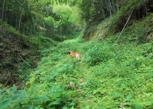 福建老人深山走失十天后成功獲救 生命奇跡再現(xiàn)