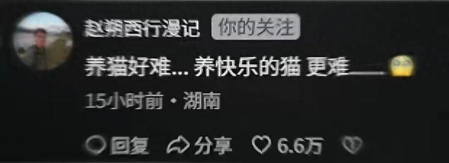 會拉車的網(wǎng)紅貓“喪彪”中毒死亡 趙朔評論區(qū)留言：養(yǎng)貓好難