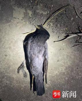 男子每天下班弹弓打鸟 涉刑事犯罪 45只“三有”鸟类殒命