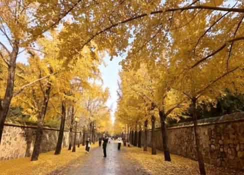 满大街都是银杏树，为什么还是濒危物种？ 野生种群面临威胁