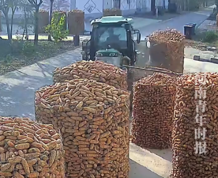 山东收割机撞上玉米堆后直接开走 网友：还顺走了一筐玉米