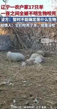 村民家17只羊一夜全部死亡 派出所已介入 监控拍下神秘黑影