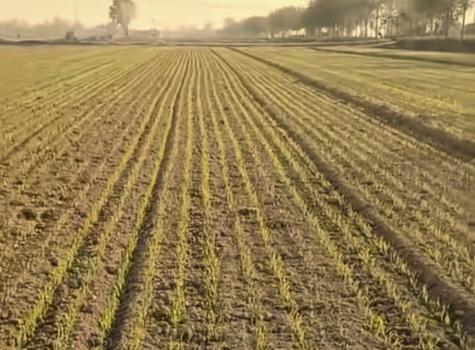 河南省小麦播种进度如何 多数地区已过七成