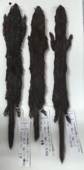 四川发现新物种马边鼬 填补生态研究空白