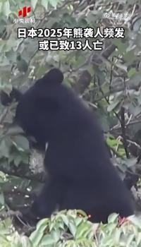 日本一个月88人遭熊袭击 人熊冲突加剧