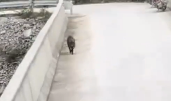 重庆一野猪在桥上突然跳桥死亡 目击者：可能看到来车受惊吓 已做无害化处理