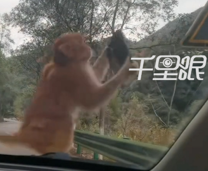 景区回应游客车辆被猴掰走后视镜！
