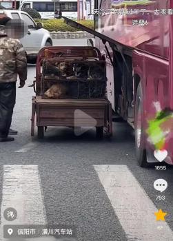 河南一地大巴车疑用行李舱运流浪狗 车站已对司机做停运处罚