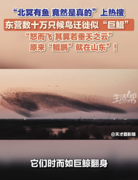 数十万只候鸟迁徙宛如“巨鲲”，网友：庄子诚不我欺