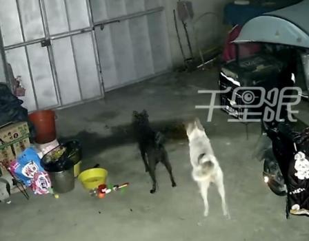 男子偷狗被察觉弃车而逃 投毒未遂惊魂一夜