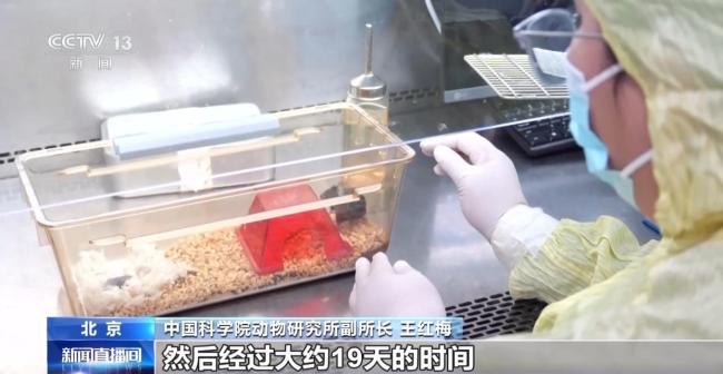 航天小鼠开枝散叶了 太空归来繁育成功