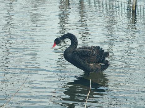 北京：西郊雨洪调蓄工程迎来黑天鹅 城区水环境持续向好