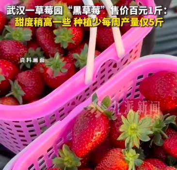 一草莓园黑草莓售价百元1斤：甜度稍高一些，种植少每周产量仅5斤