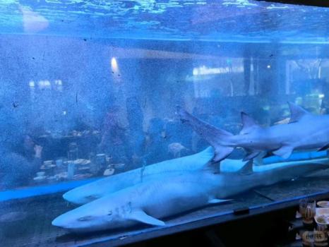 火锅店用鱼缸养鲨鱼供观赏 资质遭质疑引发关注