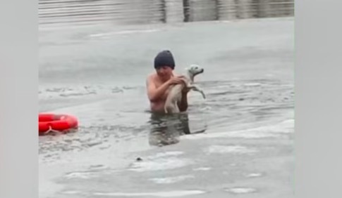 男子跳下冰湖救流浪狗，网友：狗狗遇到心软的神