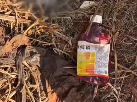 县委回应薯农用高毒农药种红薯 成立调查组彻查此事