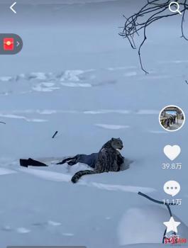 雪豹伤人事件当事人：没有摸雪豹，目击者还原真相