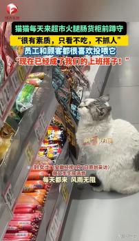 猫每天蹲守火腿肠货柜只看不吃 超市“小明星”定时打卡