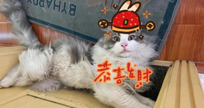 猫咪偷叼邻居零钱女子发现后全归还 财神猫引发邻里笑谈