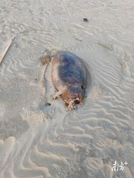 官方回应湛江发现儒艮尸体 实为印太江豚