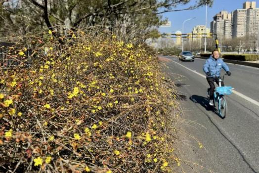 北京，花开了！迎春花提前绽放