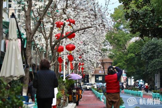 别错过这场名为玉兰的中式浪漫 春日之约悄然绽放