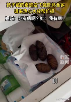 孩子因不忍心吃蚕蛹藏妈妈床头柜 惊喜变惊吓