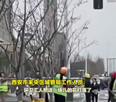 疑因落花影响工作，西安环卫工被曝用长杆清除树上花朵，街道办：将协商调整考核办法