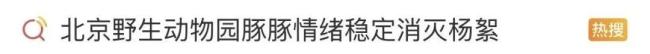 水豚情绪稳定吃杨絮 网友操碎了心 飞絮季节引关注