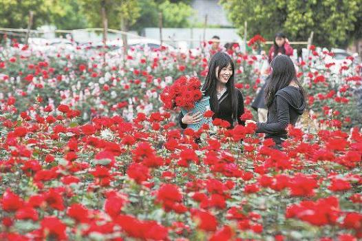 大批游客打卡玫瑰花田大爷措手不及 春日浪漫新地标
