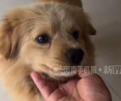 河南女子嫁安徽娘家小狗凌晨探望：这个小狗特别喜欢走亲戚，还喜欢去姑姑家