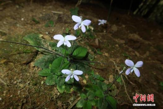 广西猫儿山发现堇菜属新物种 越岭堇菜添彩南岭生物多样性