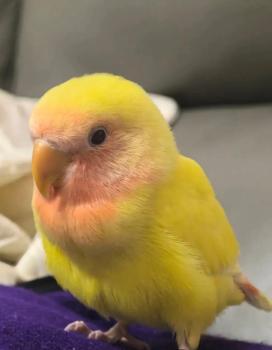 女子养鹦鹉20天感染寄生虫 过度亲密接触隐患大