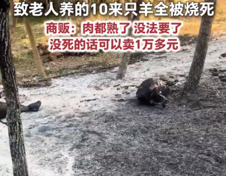 杨絮毛起火十几只羊被烧成黑炭：要是没死价值一万多