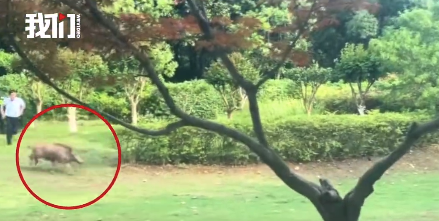 野豬闖入公園在草坪上狂奔 園方圍捕未果野豬跳江游走