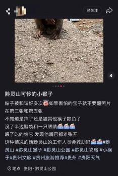 黔靈山一猴子臉部受傷嚴重 當?shù)鼗貞?尋找救治中