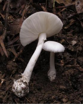 武漢出現(xiàn)“頭號毒王” 一朵可能致命 警惕野生蘑菇中毒