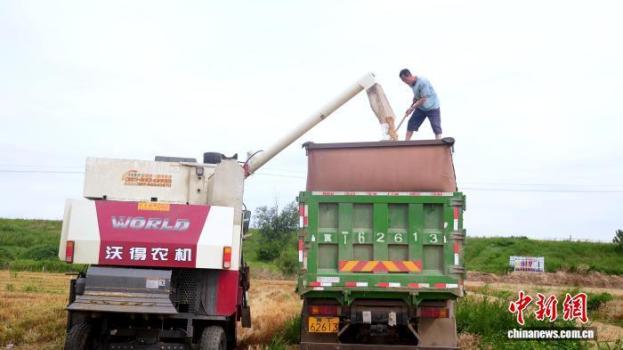 河北衡水武邑：57萬(wàn)畝小麥開(kāi)鐮搶收 機(jī)聲隆隆搶收忙