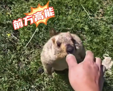 男子逗弄野生土撥鼠被一口咬傷 提醒：遠離野生動物