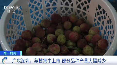 荔枝減產(chǎn)近四成，個(gè)別品種減產(chǎn)超8成？